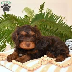 Ranger, Cavapoo Puppy
